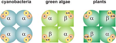 Resurrecting the Regulatory Properties of the Ostreococcus tauri ADP-Glucose Pyrophosphorylase Large Subunit